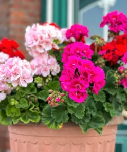 Mixed Colors Geranium Seeds - Pink, Purple, White, Red, Salmon - 10 Seeds - Image 4
