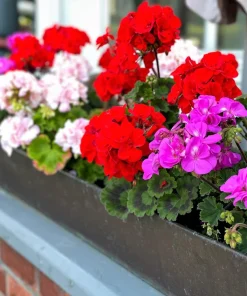 Mixed Colors Geranium Seeds - Pink, Purple, White, Red, Salmon - 10 Seeds - Image 5