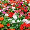 Mixed Colors Geranium Seeds - Pink, Purple, White, Red, Salmon - 10 Seeds - Image 1