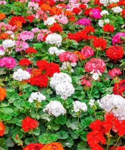 Mixed Colors Geranium Seeds - Pink, Purple, White, Red, Salmon - 10 Seeds - Image 1