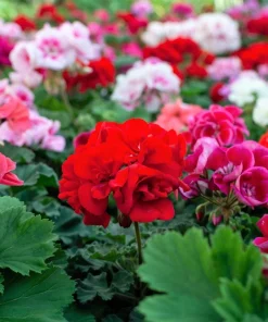 Mixed Colors Geranium Seeds - Pink, Purple, White, Red, Salmon - 10 Seeds - Image 6