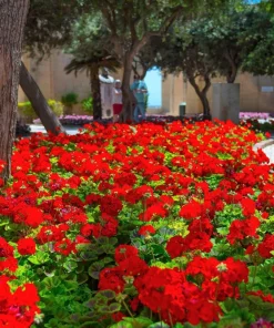 Mixed Colors Geranium Seeds - Pink, Purple, White, Red, Salmon - 10 Seeds - Image 7