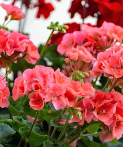 Mixed Colors Geranium Seeds - Pink, Purple, White, Red, Salmon - 10 Seeds - Image 8