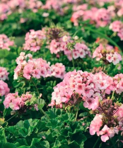 Mixed Colors Geranium Seeds - Pink, Purple, White, Red, Salmon - 10 Seeds - Image 9