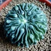 Mixed Lithops Succulent Seeds - Rare Living Stones Plants - 25-50 Seeds - Image 1