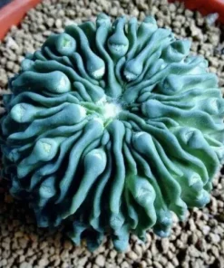 Mixed Lithops Succulent Seeds - Rare Living Stones Plants - 25-50 Seeds - Image 1