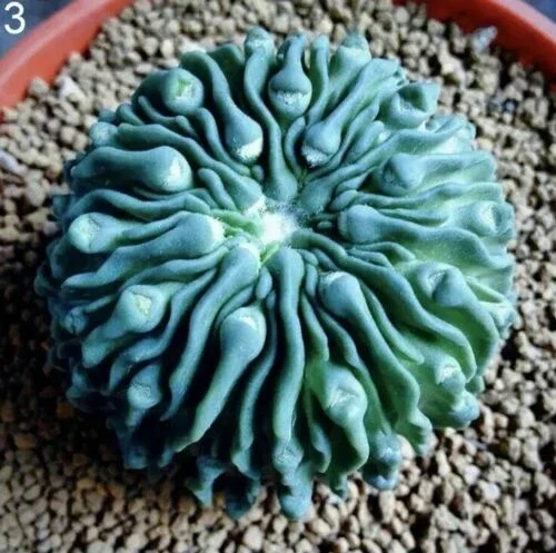 Mixed Lithops Succulent Seeds - Rare Living Stones Plants - 25-50 Seeds - Image 1