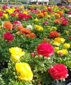 Mixed Ranunculus Seeds - 100 Count Double Bloom Buttercups Vibrant Spring Flowers - Image 2