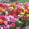 Mixed Ranunculus Seeds - 100 Count Double Bloom Buttercups Vibrant Spring Flowers - Image 1