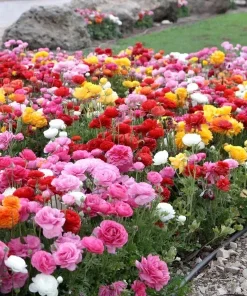 Mixed Ranunculus Seeds - 100 Count Double Bloom Buttercups Vibrant Spring Flowers - Image 1