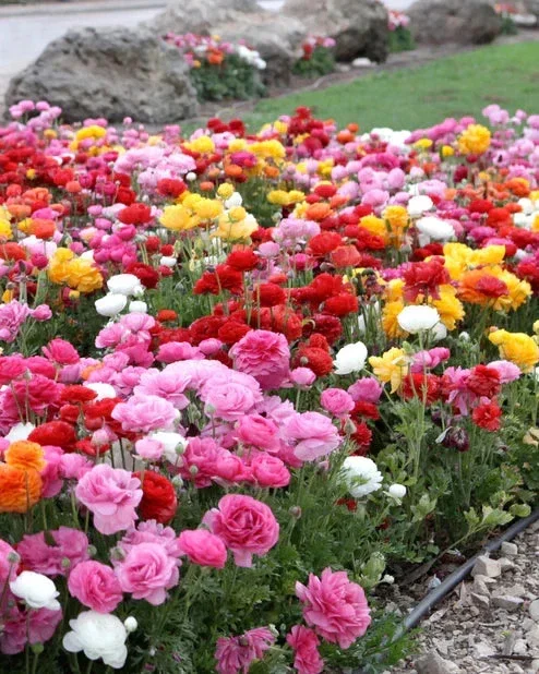 Mixed Ranunculus Seeds - 100 Count Double Bloom Buttercups Vibrant Spring Flowers - Image 1