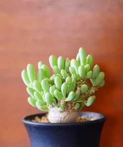 Mixed Rare Succulent Seeds - 100 Multicolored Seeds for Indoor & Outdoor Planting - Image 3