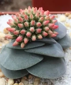 Mixed Rare Succulent Seeds - 100 Multicolored Seeds for Indoor & Outdoor Planting - Image 4