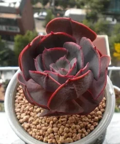 Mixed Rare Succulent Seeds - 100 Multicolored Seeds for Indoor & Outdoor Planting - Image 5