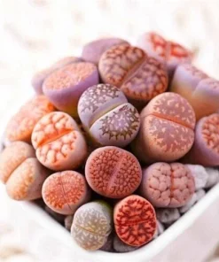 Mixed Rare Succulent Seeds - 100 Multicolored Seeds for Indoor & Outdoor Planting - Image 6