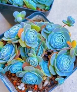 Mixed Rare Succulent Seeds - 100 Multicolored Seeds for Indoor & Outdoor Planting - Image 7