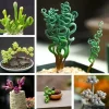 Mixed Rare Succulent Seeds - 100 Multicolored Seeds for Indoor & Outdoor Planting - Image 1