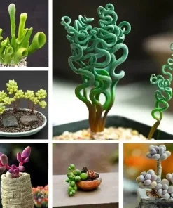 Mixed Rare Succulent Seeds - 100 Multicolored Seeds for Indoor & Outdoor Planting - Image 1