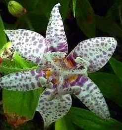 Miyazaki Toad Lily Seeds - Tricyrtis hirta - 10 Seeds - Shade Perennial - Image 2