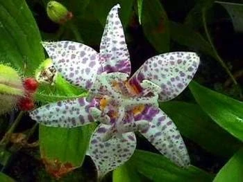 Miyazaki Toad Lily Seeds - Tricyrtis hirta - 10 Seeds - Shade Perennial - Image 2