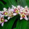 Miyazaki Toad Lily Seeds - Tricyrtis hirta - 10 Seeds - Shade Perennial - Image 1