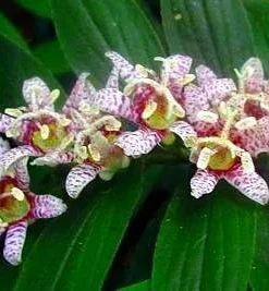 Miyazaki Toad Lily Seeds - Tricyrtis hirta - 10 Seeds - Shade Perennial - Image 1