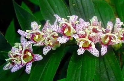 Miyazaki Toad Lily Seeds - Tricyrtis hirta - 10 Seeds - Shade Perennial - Image 1