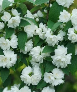 Mock Orange Live Plant – Fragrant White Blooms – 4 inch Pot – Outdoor Shrub - Image 2