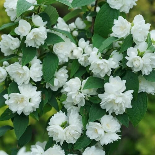 Mock Orange Live Plant – Fragrant White Blooms – 4 inch Pot – Outdoor Shrub - Image 2