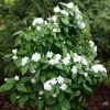 Mock Orange Live Plant – Fragrant White Blooms – 4 inch Pot – Outdoor Shrub - Image 1