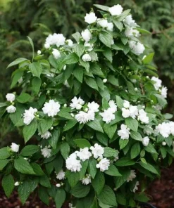 Mock Orange Live Plant – Fragrant White Blooms – 4 inch Pot – Outdoor Shrub - Image 1