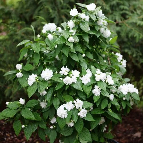 Mock Orange Live Plant – Fragrant White Blooms – 4 inch Pot – Outdoor Shrub - Image 1