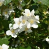 Mock Orange Live Plant – Fragrant White Flowering Shrub – 4" Pot - Image 1