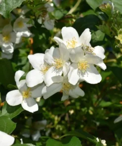 Mock Orange Live Plant – Fragrant White Flowering Shrub – 4