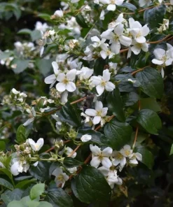 Mock Orange Live Plant – Fragrant White Flowering Shrub – 4