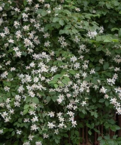 Mock Orange Live Plant – Fragrant White Flowering Shrub – 4
