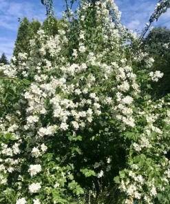 Mock Orange Live Plant – Fragrant White Flowering Shrub – 4