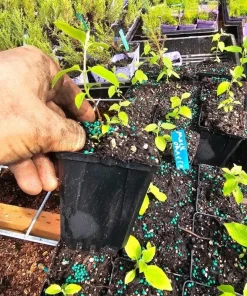 Mock Orange Live Plant – Fragrant White Flowering Shrub – 4