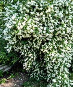 Mock Orange Live Plant – Fragrant White Flowering Shrub – 4