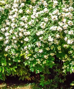 Mock Orange Live Plant – Fragrant White Flowering Shrub – 4