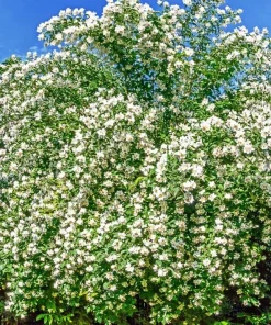 Mock Orange Live Plant – Fragrant White Flowering Shrub – 4