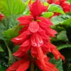 Mojave Improved Salvia Seeds - 50 Count Packet - True Red Flowers - Image 1