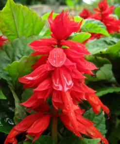 Mojave Improved Salvia Seeds - 50 Count Packet - True Red Flowers - Image 1