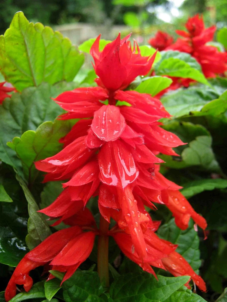 Mojave Improved Salvia Seeds - 50 Count Packet - True Red Flowers - Image 1
