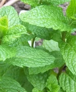 Mojito Mint Seeds or Live Plant - Non-GMO Herb, Fast Growing, Indoor/Outdoor - Image 4