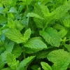 Mojito Mint Seeds or Live Plant - Non-GMO Herb, Fast Growing, Indoor/Outdoor - Image 1