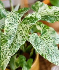 Mojito Syngonium Live Plant – Variegated Arrowhead Plant – 4 Inch Pot – Tropical Indoor Houseplant - Image 2