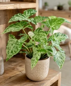 Mojito Syngonium Live Plant – Variegated Arrowhead Plant – 4 Inch Pot – Tropical Indoor Houseplant - Image 3