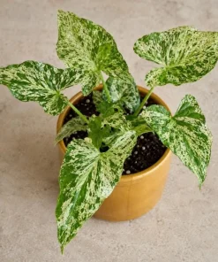 Mojito Syngonium Live Plant – Variegated Arrowhead Plant – 4 Inch Pot – Tropical Indoor Houseplant - Image 4