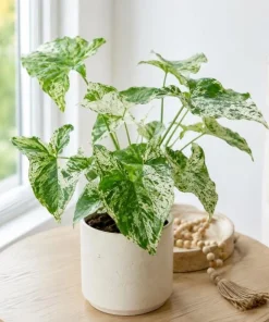 Mojito Syngonium Live Plant – Variegated Arrowhead Plant – 4 Inch Pot – Tropical Indoor Houseplant - Image 5